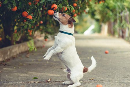 Prevention: The Low-Hanging Fruit of Life Order