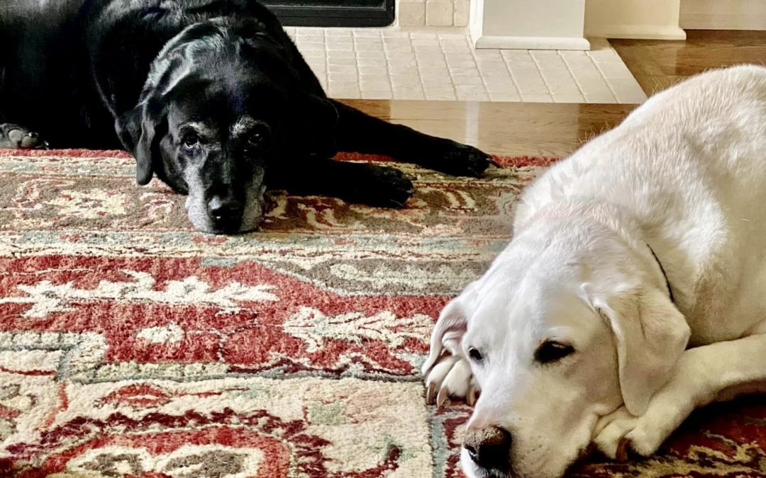 One black and one yellow Labrador Retriever lounging on a rug
