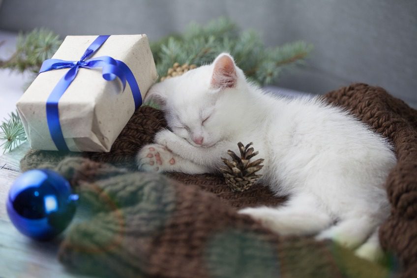 A sleeping white kitten next to a gift and an ornament